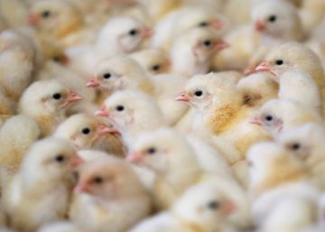 Sin pollo y sin cerámica española en Argelia Sin pollo y sin cerámica española en Argelia
