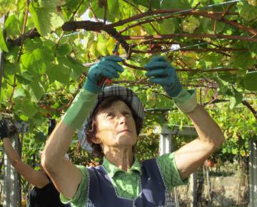 La recolección de las uvas se hace de forma manual.