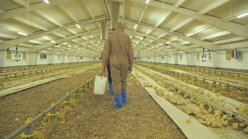 Avicultura Global Feed