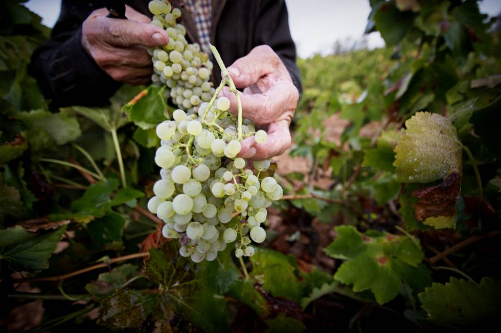 Uva chardonnay Uveste