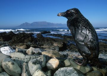 Cómo predecir hacia dónde se extenderá una mancha de fuel en un vertido en el mar Cómo predecir hacia dónde se extenderá una mancha de fuel en un vertido en el mar