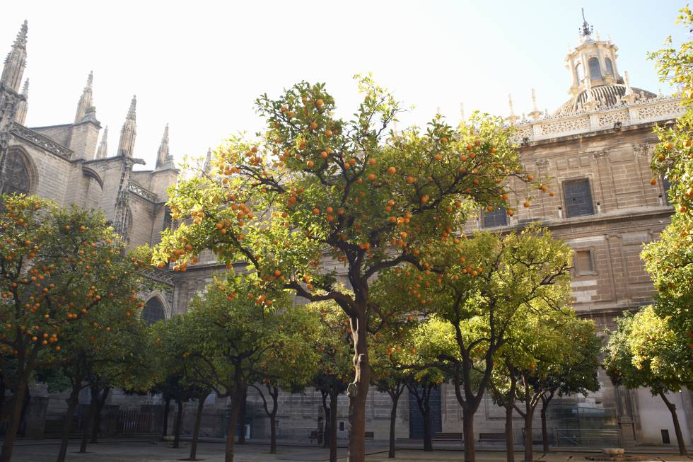 Naranjas Sevilla