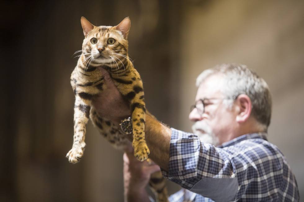 El sector de los animales de compañía espera facturar 2.500 millones este año