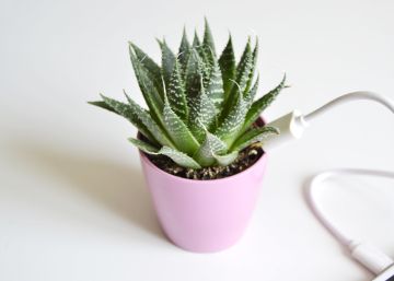Plantas inteligentes: además de oxígeno, también cargan el móvil y te dan wifi