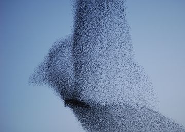 ¿Cómo ordenar la circulación de los coches autónomos? Los pájaros dan la solución