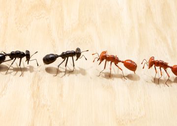 ¿Los equipos con ideas políticas diversas son menos productivos?