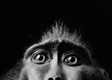 Un trocito de macaco negro
