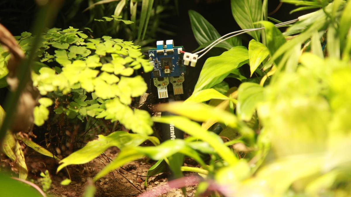 Un helecho de un zoo de Londres, primera planta en hacerse un ‘selfie’