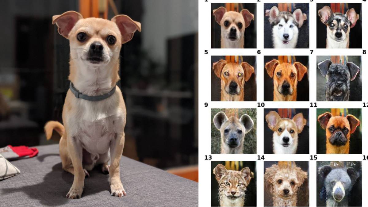 Perro real y sus 'alter ego' generados por GANimal