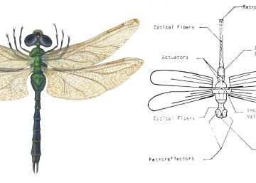 Libélula común e insectocóptero inspirado en ella