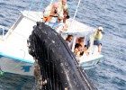 Coqueteo de ballenas en la costa del Pacífico
