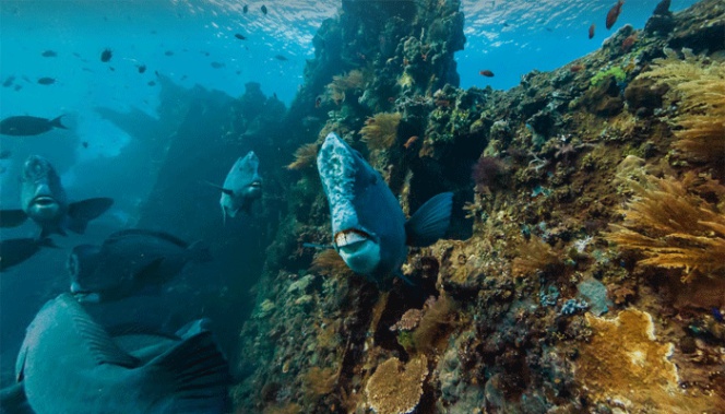 Visita el fondo del mar con Google Street View en el Día de los Océanos |  Lifestyle | Cinco Días