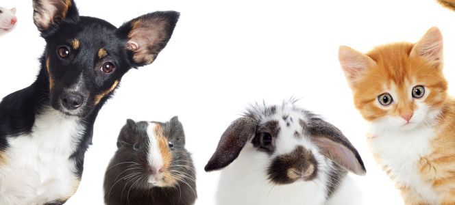 Derecho Animal: Los animales también necesitan un abogado | Sentidos | Cinco Días
