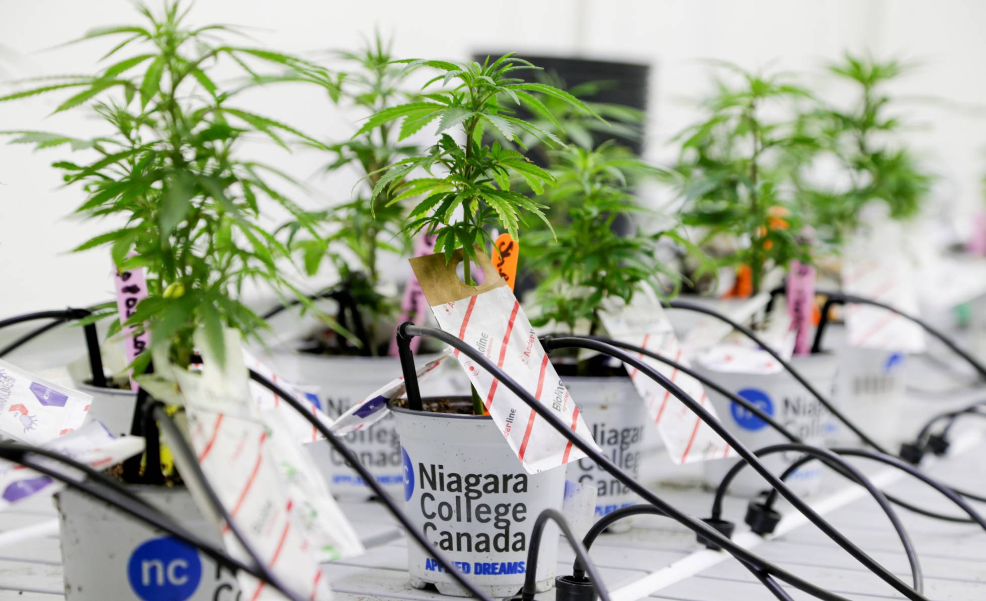 La primera semilla de cannabis La primera semilla de cannabis