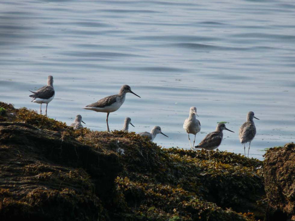 El estuario del Eo es una zona de protecciÃ³n de aves.