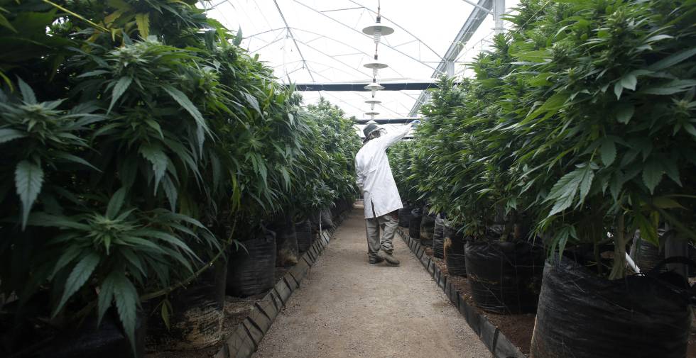 La compañÃa del hijo de Bob Marley compra una empresa española de cannabis