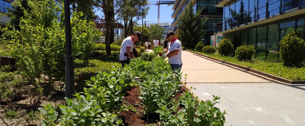 Los huertos urbanos ya crecen en las grandes empresas | Fortuna | Cinco