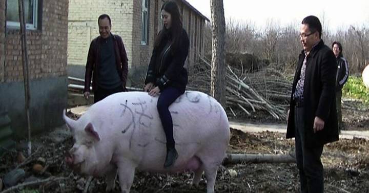 Cerdos Gigantes Del Peso De Un Oso Polar Contra La Crisis Porcina