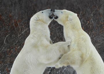 Los gigantes de la gestión luchan por revertir el cambio climático