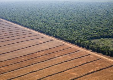 2021: año del Fénix y del asesor financiero
