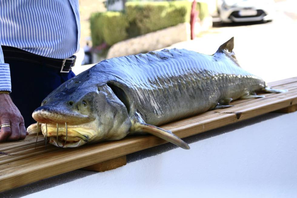 Riofrío recupera el caviar caro mundo | Fortuna Cinco
