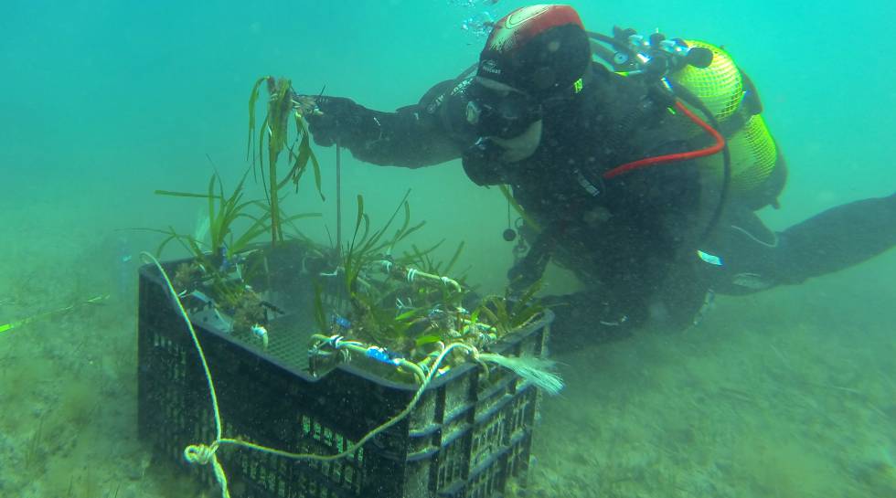 Uprawa Posidonia w Pollensie, inicjatywa pierwiastków ziem rzadkich.