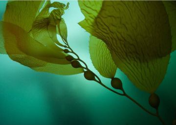 Ficosterra, el abono de algas que traslada al campo los nutrientes del mar