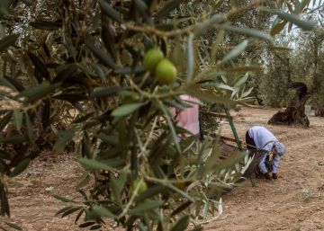 La aceituna negra denuncia pérdidas de 150 millones por los aranceles de EE UU
