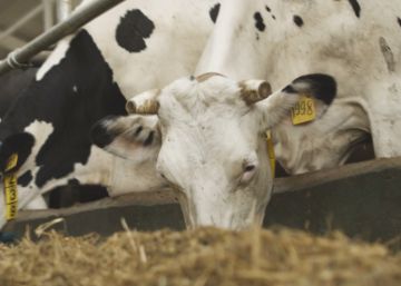 Global Feed, fosfatos sostenibles y de calidad para la nutrición animal