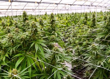 El fraude de la marihuana que atrapó a unas 40.000 personas en España