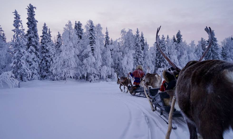Recorrido en renos por el norte de Laponia, en Finlandia.