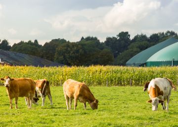 Biogás: cómo usar la basura para producir energía